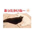 お気楽3にゃんスタンプ2（個別スタンプ：6）