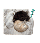 お気楽3にゃんスタンプ2（個別スタンプ：9）