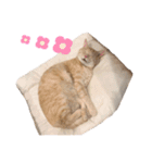 お気楽3にゃんスタンプ2（個別スタンプ：12）