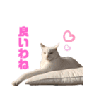 お気楽3にゃんスタンプ2（個別スタンプ：15）