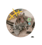 ゴルハムのチョコ（個別スタンプ：1）