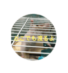 ゴルハムのチョコ（個別スタンプ：3）