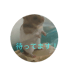 ゴルハムのチョコ（個別スタンプ：4）