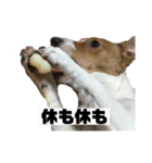再てるです（個別スタンプ：1）