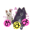犬・ヨークシャーテリア・ポメラニアン（個別スタンプ：1）