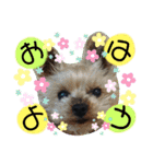 犬・ヨークシャーテリア・ポメラニアン（個別スタンプ：2）