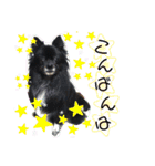 犬・ヨークシャーテリア・ポメラニアン（個別スタンプ：5）