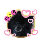 犬・ヨークシャーテリア・ポメラニアン（個別スタンプ：6）