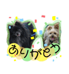 犬・ヨークシャーテリア・ポメラニアン（個別スタンプ：7）
