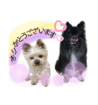 犬・ヨークシャーテリア・ポメラニアン（個別スタンプ：8）