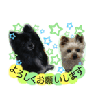 犬・ヨークシャーテリア・ポメラニアン（個別スタンプ：10）