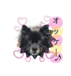 犬・ヨークシャーテリア・ポメラニアン（個別スタンプ：12）