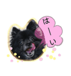 犬・ヨークシャーテリア・ポメラニアン（個別スタンプ：13）