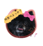 犬・ヨークシャーテリア・ポメラニアン（個別スタンプ：17）