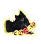 犬・ヨークシャーテリア・ポメラニアン（個別スタンプ：18）