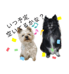 犬・ヨークシャーテリア・ポメラニアン（個別スタンプ：19）