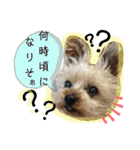 犬・ヨークシャーテリア・ポメラニアン（個別スタンプ：20）