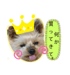 犬・ヨークシャーテリア・ポメラニアン（個別スタンプ：21）