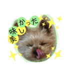 犬・ヨークシャーテリア・ポメラニアン（個別スタンプ：22）