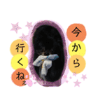犬・ヨークシャーテリア・ポメラニアン（個別スタンプ：23）