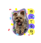 犬・ヨークシャーテリア・ポメラニアン（個別スタンプ：24）
