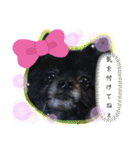 犬・ヨークシャーテリア・ポメラニアン（個別スタンプ：25）