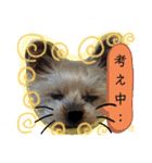 犬・ヨークシャーテリア・ポメラニアン（個別スタンプ：26）