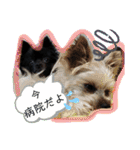 犬・ヨークシャーテリア・ポメラニアン（個別スタンプ：27）