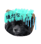 犬・ヨークシャーテリア・ポメラニアン（個別スタンプ：28）
