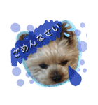 犬・ヨークシャーテリア・ポメラニアン（個別スタンプ：31）
