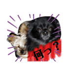 犬・ヨークシャーテリア・ポメラニアン（個別スタンプ：35）