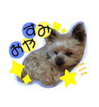 犬・ヨークシャーテリア・ポメラニアン（個別スタンプ：37）