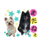 犬・ヨークシャーテリア・ポメラニアン（個別スタンプ：39）