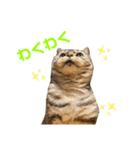 ねこスタンプ アメショーのさち ②（個別スタンプ：1）