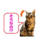 ねこスタンプ アメショーのさち ②（個別スタンプ：2）