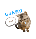 ねこスタンプ アメショーのさち ②（個別スタンプ：3）