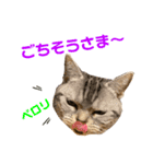 ねこスタンプ アメショーのさち ②（個別スタンプ：4）