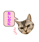 ねこスタンプ アメショーのさち ②（個別スタンプ：5）