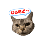 ねこスタンプ アメショーのさち ②（個別スタンプ：7）