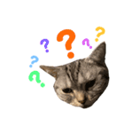 ねこスタンプ アメショーのさち ②（個別スタンプ：9）