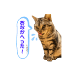 ねこスタンプ アメショーのさち ②（個別スタンプ：10）