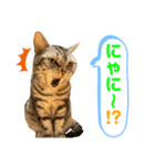 ねこスタンプ アメショーのさち ②（個別スタンプ：11）