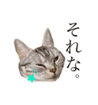 ねこスタンプ アメショーのさち ②（個別スタンプ：12）