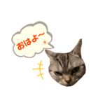 ねこスタンプ アメショーのさち ②（個別スタンプ：14）