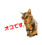ねこスタンプ アメショーのさち ②（個別スタンプ：15）