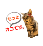ねこスタンプ アメショーのさち ②（個別スタンプ：16）