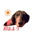 可愛いミニチュアダックス・ジャズ君2（個別スタンプ：1）