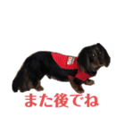 可愛いミニチュアダックス・ジャズ君2（個別スタンプ：4）