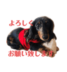 可愛いミニチュアダックス・ジャズ君2（個別スタンプ：6）