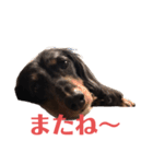 可愛いミニチュアダックス・ジャズ君2（個別スタンプ：9）
